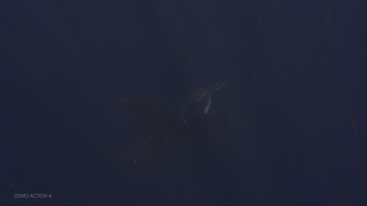 TONGA Humpback whales baby （ACITON 4）