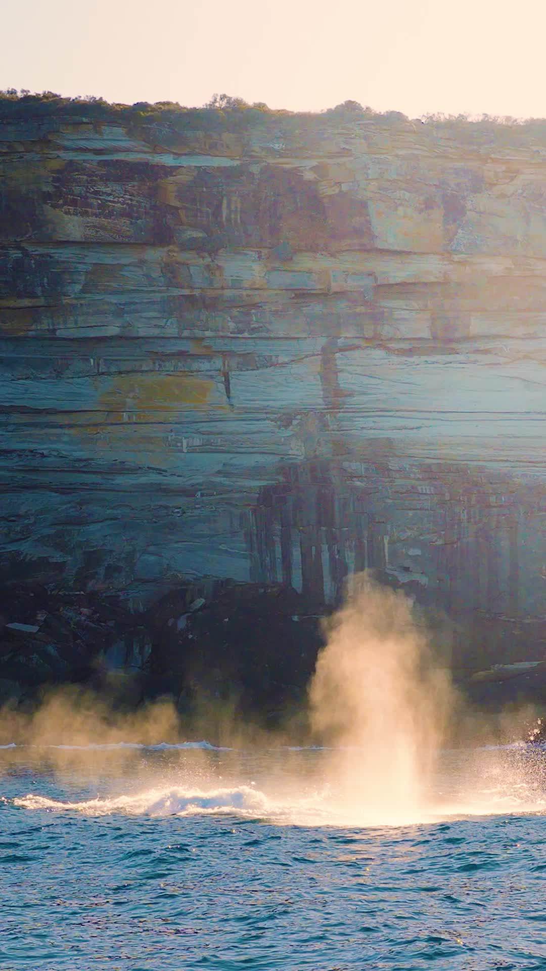 A Humpback whale head lunge